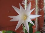 Фото Домашние Растения Рипсалидопсис кактус лесной (Rhipsalidopsis), белый