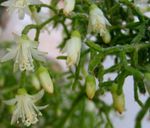 foto Le piante domestiche Rhipsalis il cacatus forestale , bianco