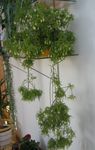 Foto Topfpflanzen Rhipsalis kakteenwald , weiß