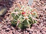 Fil Krukväxter Ferocactus ödslig kaktus , röd