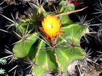 zdjęcie Pokojowe Rośliny Ferocactus pustynny kaktus , żółty