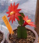 Bilde Stueplanter Drankere Drømme tre kaktus (Hatiora), rød