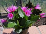 foto Kamerplanten Dronkaards Dromen hout cactus (Hatiora), roze