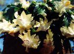 Foto Plantas de salón Cactus De Navidad (Schlumbergera), amarillo
