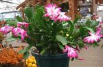 Foto Unutarnja Biljka Božićni Kaktus (Schlumbergera), ružičasta