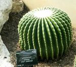 fotografie Pokojové rostliny Orli Dráp pouštní kaktus (Echinocactus), bílá