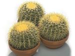 foto Kamerplanten Adelaars Klauw woestijn cactus (Echinocactus), wit