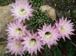 foto Le piante domestiche Globo Cardo, Torcia Cactus (Echinopsis), rosa