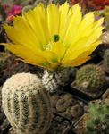 Egel Cactus, Kant Cactus, Regenboog Cactus