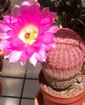 fénykép Szobanövények Sündisznó Kaktusz, Csipke Kaktusz, Szivárvány Kaktusz (Echinocereus), rózsaszín