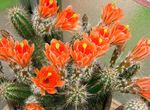 fotografija Sobne rastline Jež Kaktus, Čipke Kaktus, Mavrica Kaktus (Echinocereus), oranžna