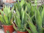 Foto American Sajandi Taim, Pita, Tembitud Aloe mahlakas (Agave), valge