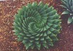 Фото үй өсімдіктер Алоэ шырынды (Aloe), қызыл