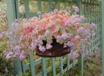 фотографија Затворене Биљке Седум сукуленти (Sedum), розе
