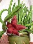 fotografie Vnútorné Rastliny Závod Zdochlina, Hviezdice Kvetina, Hviezdice Kaktus sukulenty (Stapelia), červená