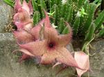 Foto Planta De Carroña, Flor Estrellas De Mar, Estrellas De Mar De Cactus suculentas (Stapelia), rosa