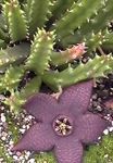 Foto Raibe Taim, Meritäht Lill, Meritäht Kaktus mahlakas (Stapelia), purpurne