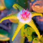 Nuotrauka Dvėsena Augalas, Starfish Gėlė, Jūrų Kaktusas sultingas (Stapelia), geltonas