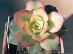 Photo des plantes en pot Velours Rose, Usine De Soucoupe, Aeonium les plantes succulents , blanc