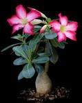 фотографија Затворене Биљке Десерт Росе сукуленти (Adenium), розе