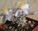 fotografie Pokojové rostliny Anacampseros sukulenty , bílá