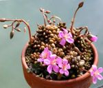 φωτογραφία Εσωτερικά φυτά Anacampseros παχύφυτα , ροζ