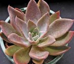 foto Ghost Plant, Mother-Of-Pearl Plant suculento (Graptopetalum), rosa