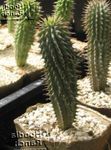 снимка Интериорни растения Hoodia пустинен кактус , розов