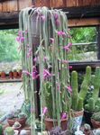 照 室内植物 鼠尾仙人掌 木仙人掌 (Aporocactus), 粉红色