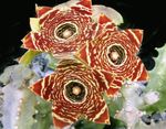 снимка Интериорни растения Мърша Цветя сукуленти (Caralluma, Orbea), кафяв