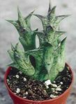 Photo House Plants Carrion Flowers succulent (Caralluma, Orbea), red