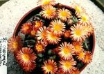 снимка Интериорни растения Конус За Растителна сукуленти (Conophytum), оранжев