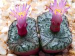 Foto Kegle Plante saftige (Conophytum), pink