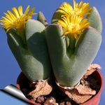 zdjęcie Pokojowe Rośliny Conophytums sukulenty , żółty