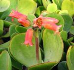 снимка Интериорни растения Ухото Свинска сукуленти (Cotyledon), червен