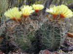 фота Хатнія Расліны Астрофитум пустынны кактус (Astrophytum), жоўты