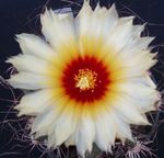 Nuotrauka Kambariniai Augalai Astrophytum dykuma kaktusas , baltas