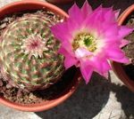 fotografija Sobne rastline Astrophytum puščavski kaktus , roza