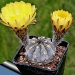 foto Le piante domestiche Acanthocalycium il cactus desertico , giallo