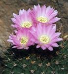 foto Le piante domestiche Acanthocalycium il cactus desertico , rosa
