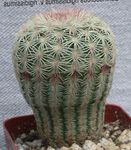 fotografie Plante de Apartament Acanthocalycium desert cactus , alb