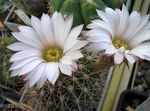 foto Le piante domestiche Acanthocalycium il cactus desertico , bianco