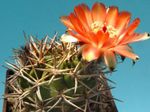 foto Le piante domestiche Acanthocalycium il cactus desertico , arancione