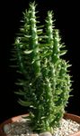 fotografija Sobne rastline  puščavski kaktus , rdeča