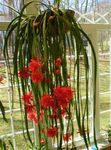 fotografie Pokojové rostliny Popruh Kaktus, Orchidej Kaktus (Epiphyllum), červená