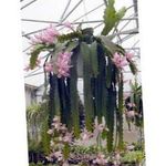 Фото үй өсімдіктер Geliotsereus кактус орман (Heliocereus), қызғылт