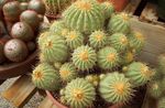 fotografija Sobne rastline Copiapoa puščavski kaktus , rumena