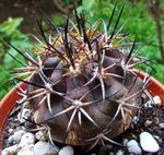 фотографија Затворене Биљке Цопиапоа пустињски кактус (Copiapoa), жут