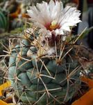 снимка Интериорни растения Coryphantha пустинен кактус , бял