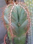 fotografie Plante de Apartament Lemaireocereus desert cactus , alb